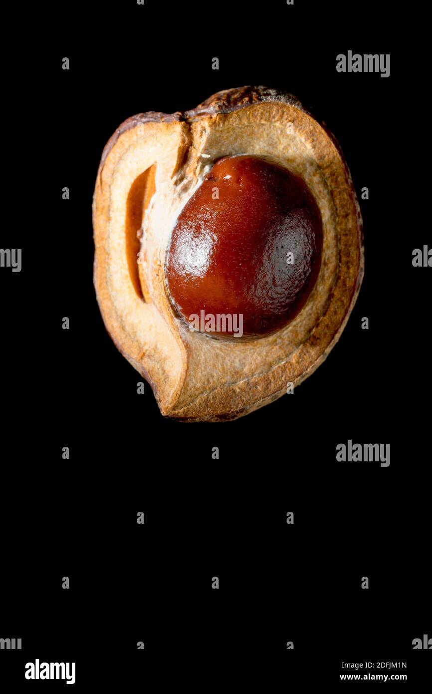 Chestnut de cheval ou Conker (aesculus hippocastaneum), gros plan de la vie d'un seul conker dans sa coquille, isolé sur un fond noir. Banque D'Images