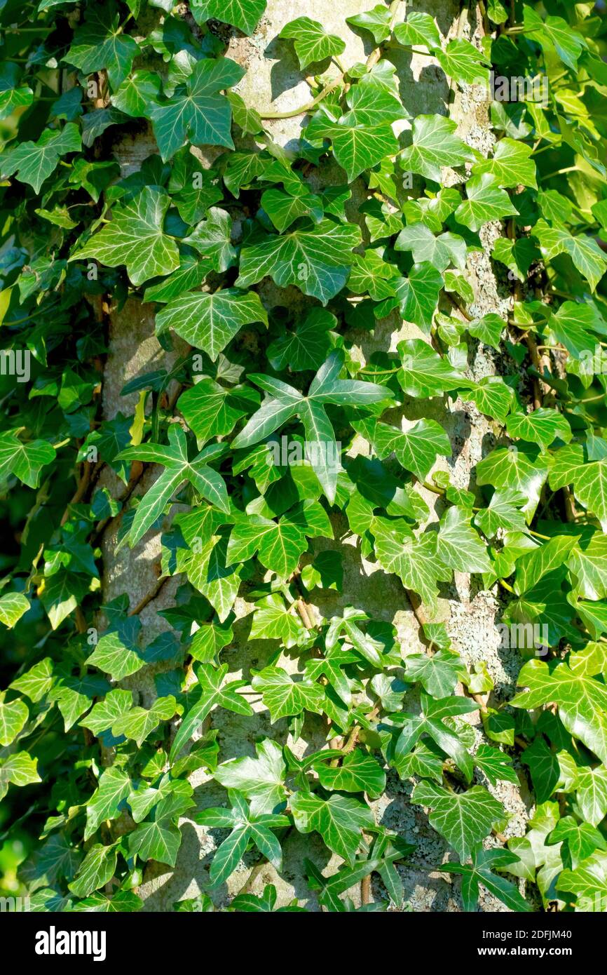 Ivy (hedera Helix), montrant la plante ententée autour d'un grand tronc d'arbre et les différents styles de feuilles qu'elle produit. Banque D'Images