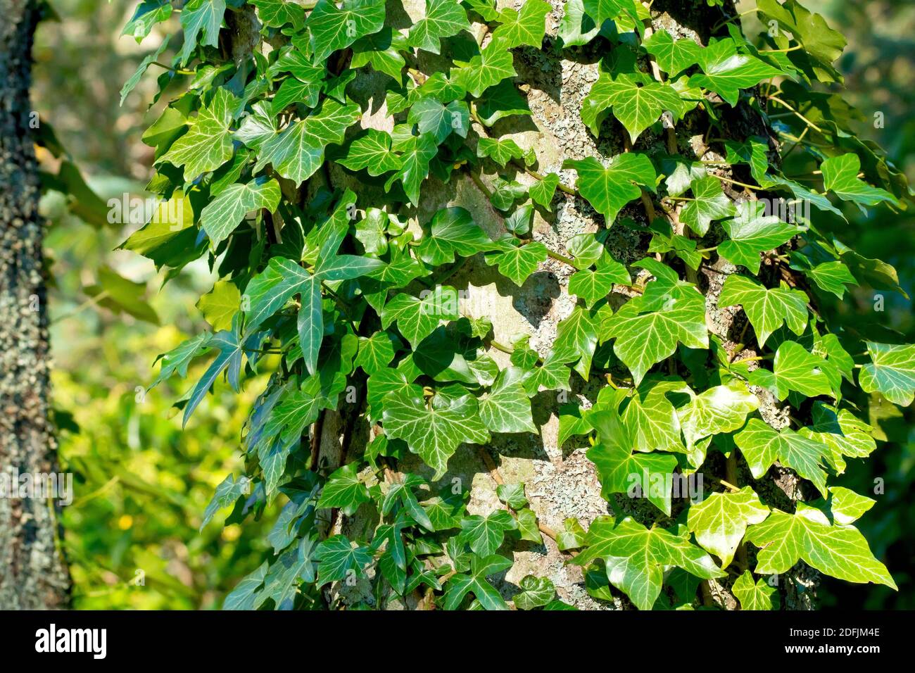 Ivy (hedera Helix), montrant la plante ententée autour d'un grand tronc d'arbre et les différentes formes de feuilles qu'elle produit. Banque D'Images