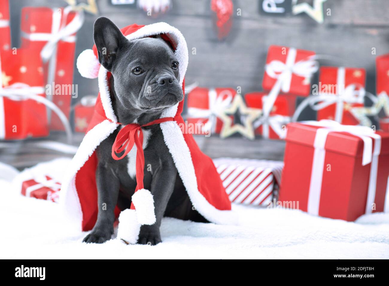 Adorable jeune Bulldog français portant une cape de Noël rouge à l'intérieur avant des boîtes-cadeaux saisonnières Banque D'Images