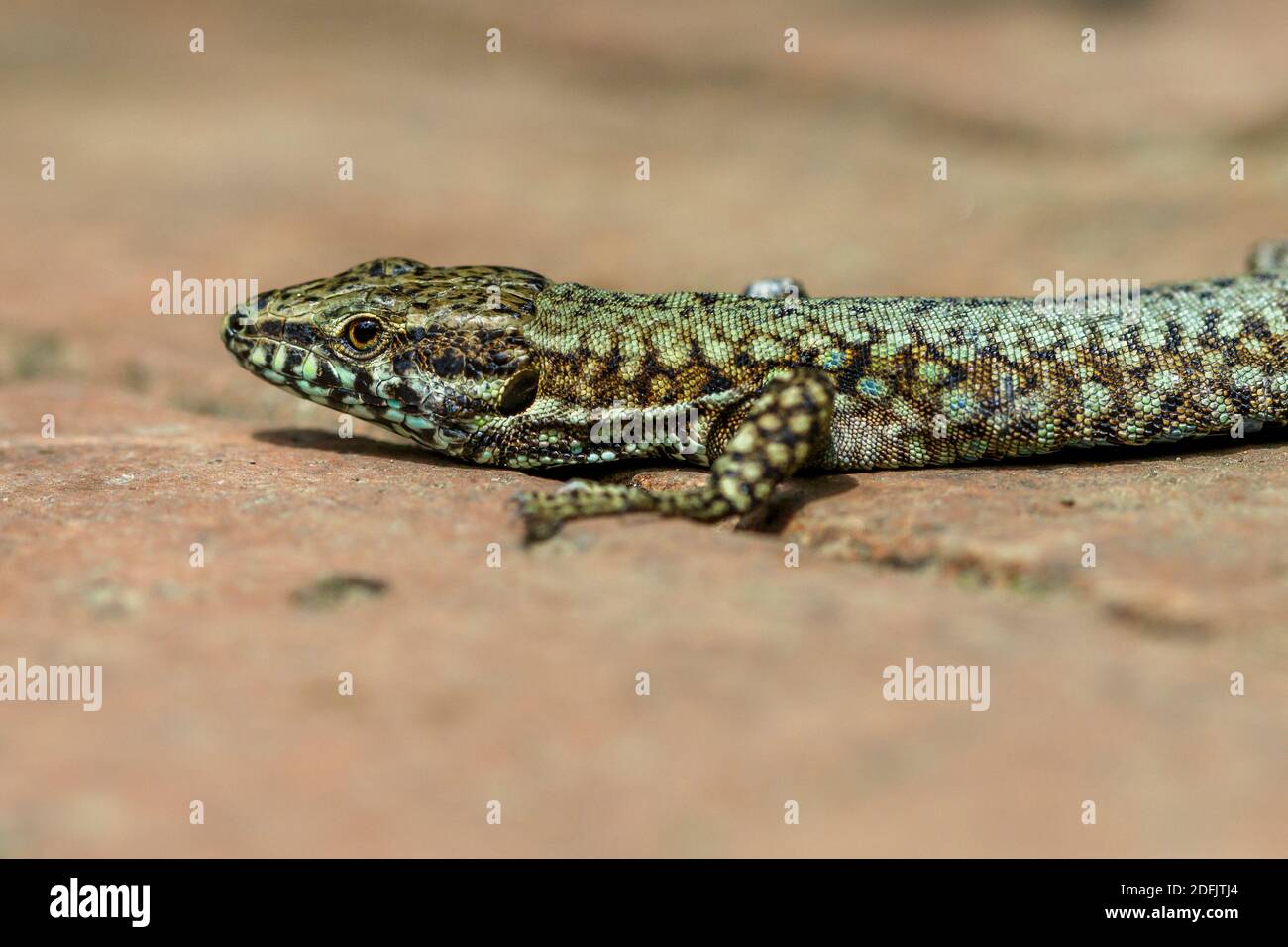 Mauereidechse (Podarcis muralis) Banque D'Images