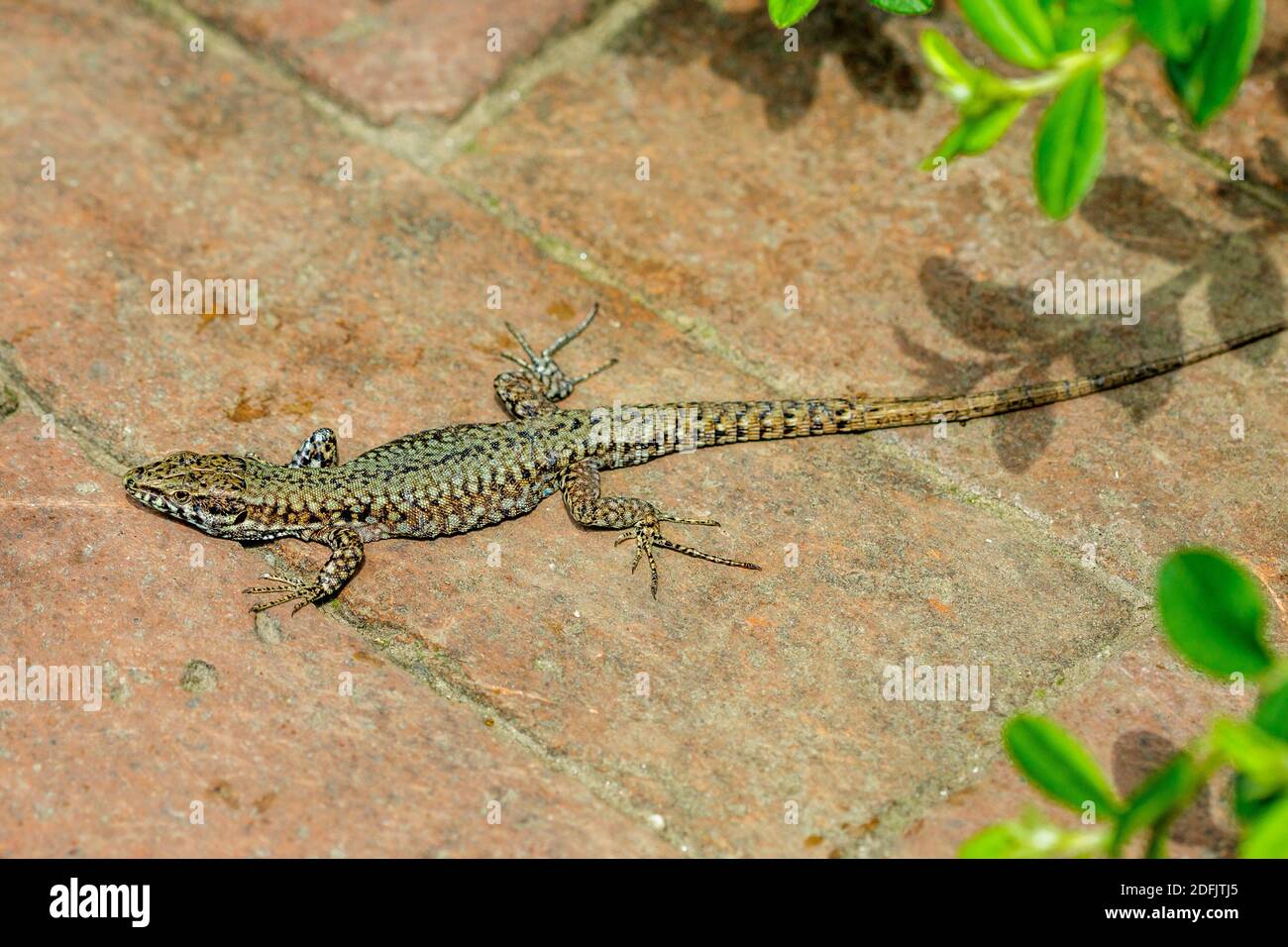 Mauereidechse (Podarcis muralis) Banque D'Images