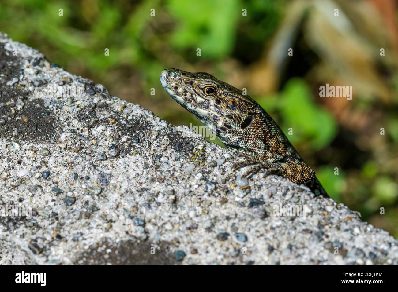 Mauereidechse (Podarcis muralis) Banque D'Images
