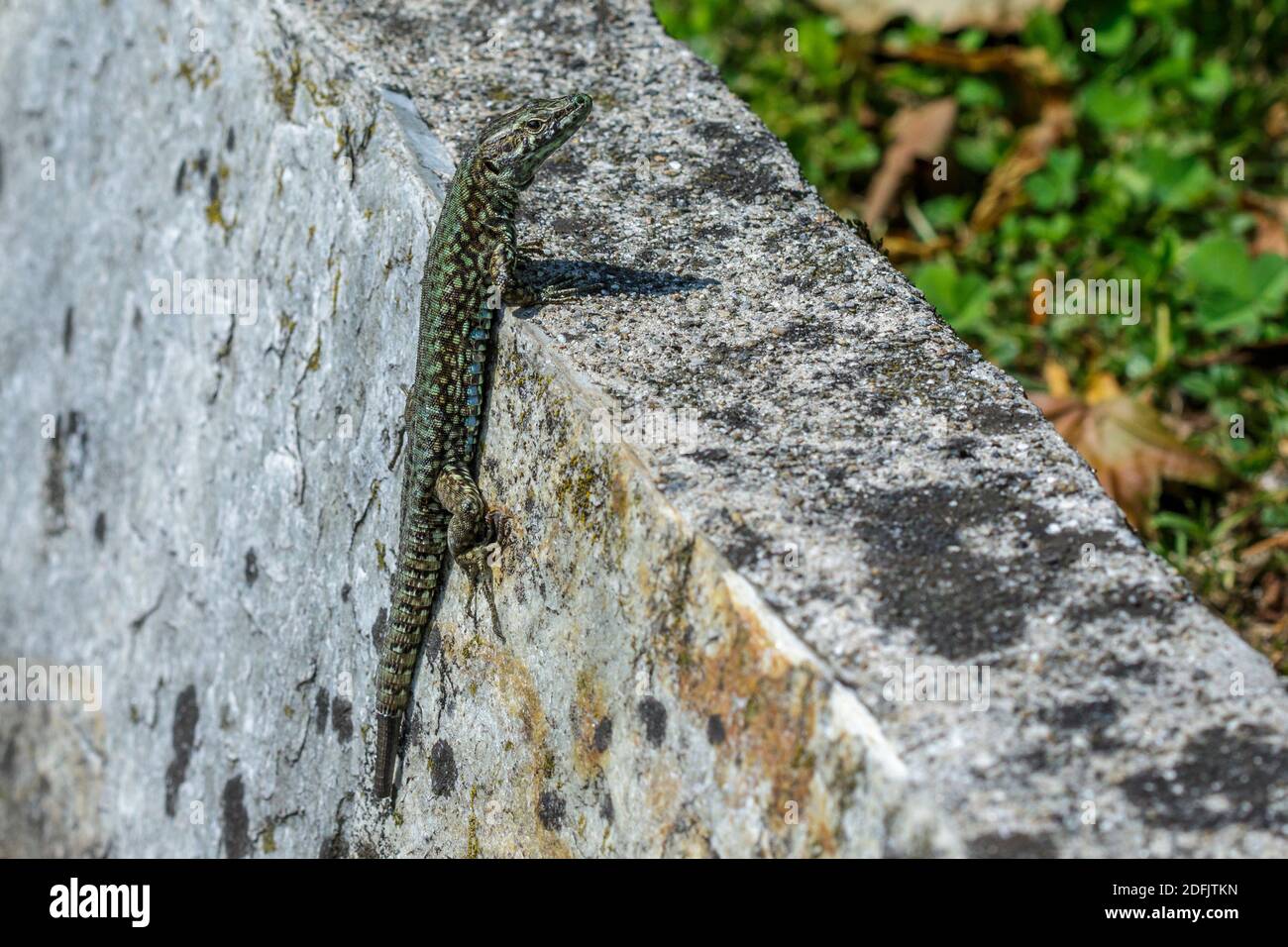 Mauereidechse (Podarcis muralis) Banque D'Images