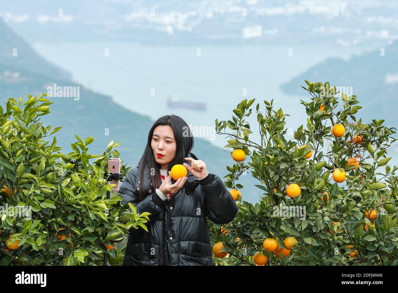 Yichang, province chinoise de Hubei. 4 décembre 2020. Un e-commerce en direct fait la promotion des oranges navelles dans une plantation d'oranges dans le village de Leigutai, dans le canton de Guojiaba, dans le comté de Zigui, dans la province de Hubei, en Chine centrale, le 4 décembre 2020. Le comté est entré dans la saison de récolte de l'orange navel. Les entreprises locales de commerce électronique utilisent des plates-formes de diffusion en direct en ligne pour montrer aux consommateurs l'ensemble des processus de manutention d'Orange, y compris la cueillette, le transport, le tri et l'emballage, afin d'aider près de 200,000 planteurs orange à améliorer leurs revenus. Crédit: Wang Gang/Xinhua/Alay Live News Banque D'Images