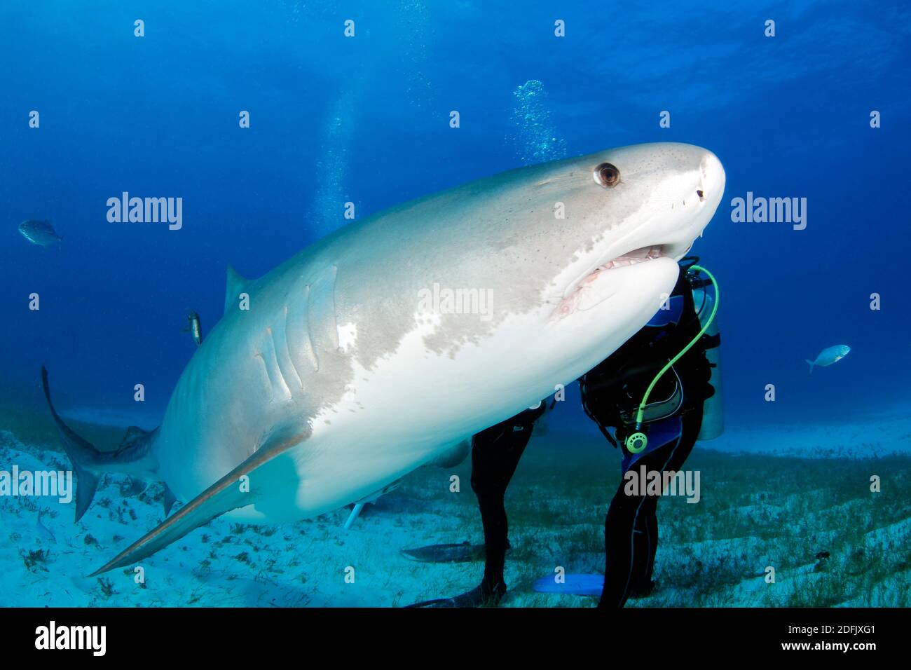 Requin tigre (Galeocerdo cuvier) baignade très proche. Tiger Beach, Bahamas Banque D'Images