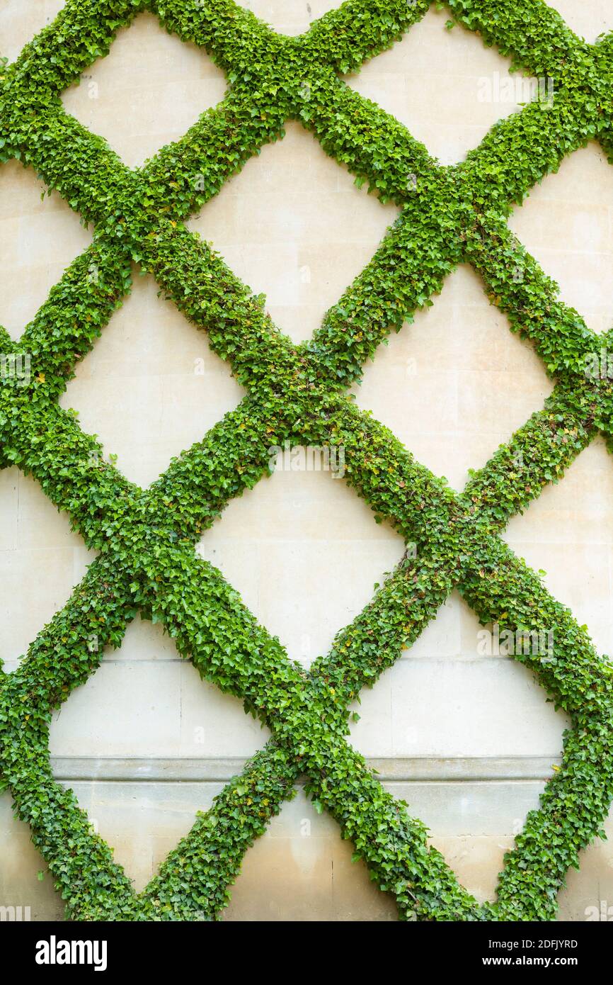 Feuilles de lierre verte poussant sur un mur de jardin dans un modèle de trelis, Royaume-Uni Banque D'Images