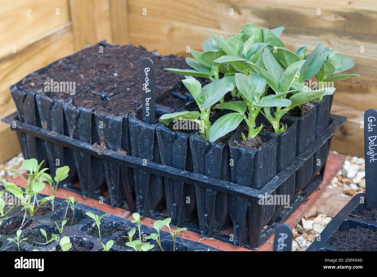 Roottrainers avec des plantules de légumes (fèves) poussant dans un cadre froid, Royaume-Uni Banque D'Images