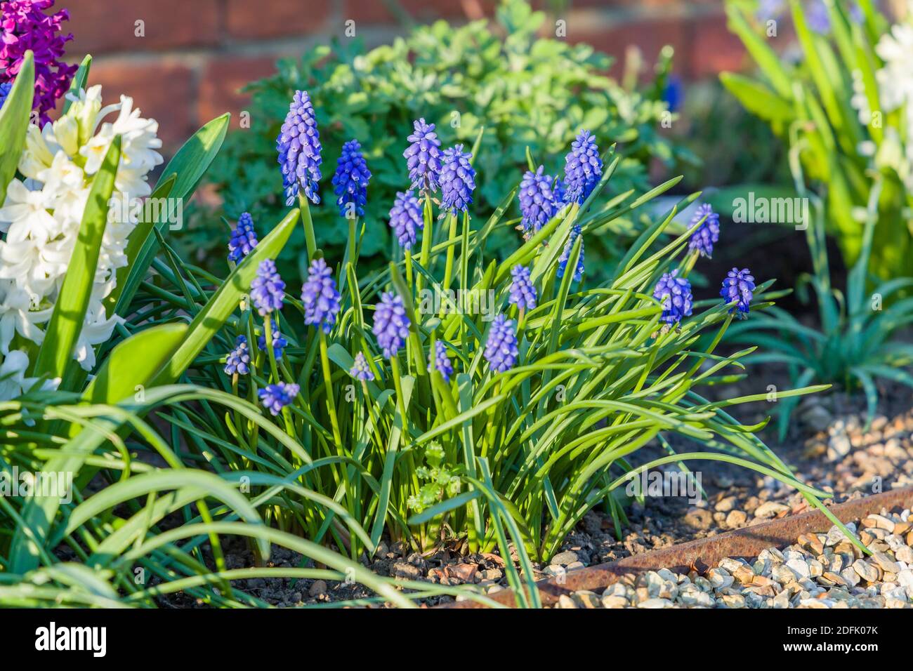 Jardin de printemps frontière de fleur avec la fleur bleu muscari armeniacum ou des jacinthes de raisin arménien dans un jardin, Royaume-Uni Banque D'Images