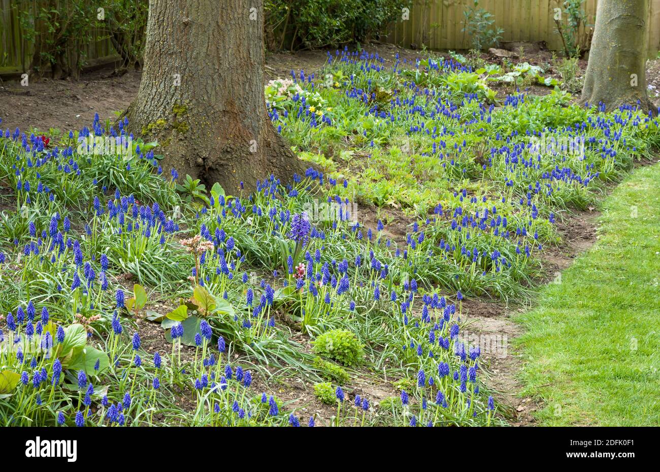 Jardin boisé avec muscari armeniacum, beaucoup de raisins bleus jacinthes en fleur, Royaume-Uni Banque D'Images