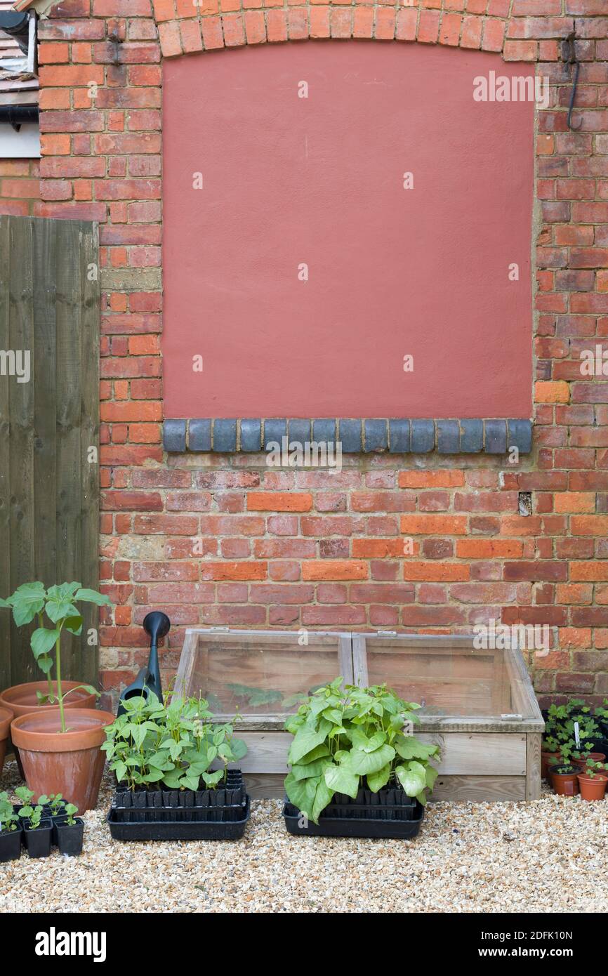 Baskets à monture froide et à racines avec haricots et haricots blancs. Culture de légumes dans un jardin au Royaume-Uni Banque D'Images