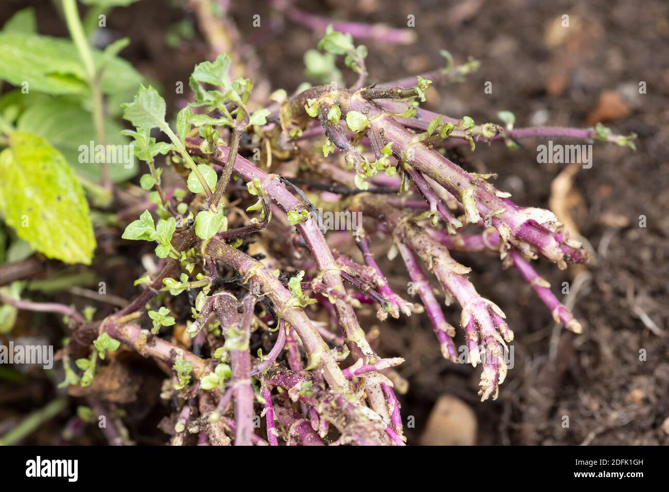 Rhizomes, plante à la menthe (mentha) avec rhizomes ou porte-greffes poussant dans un jardin, Royaume-Uni Banque D'Images