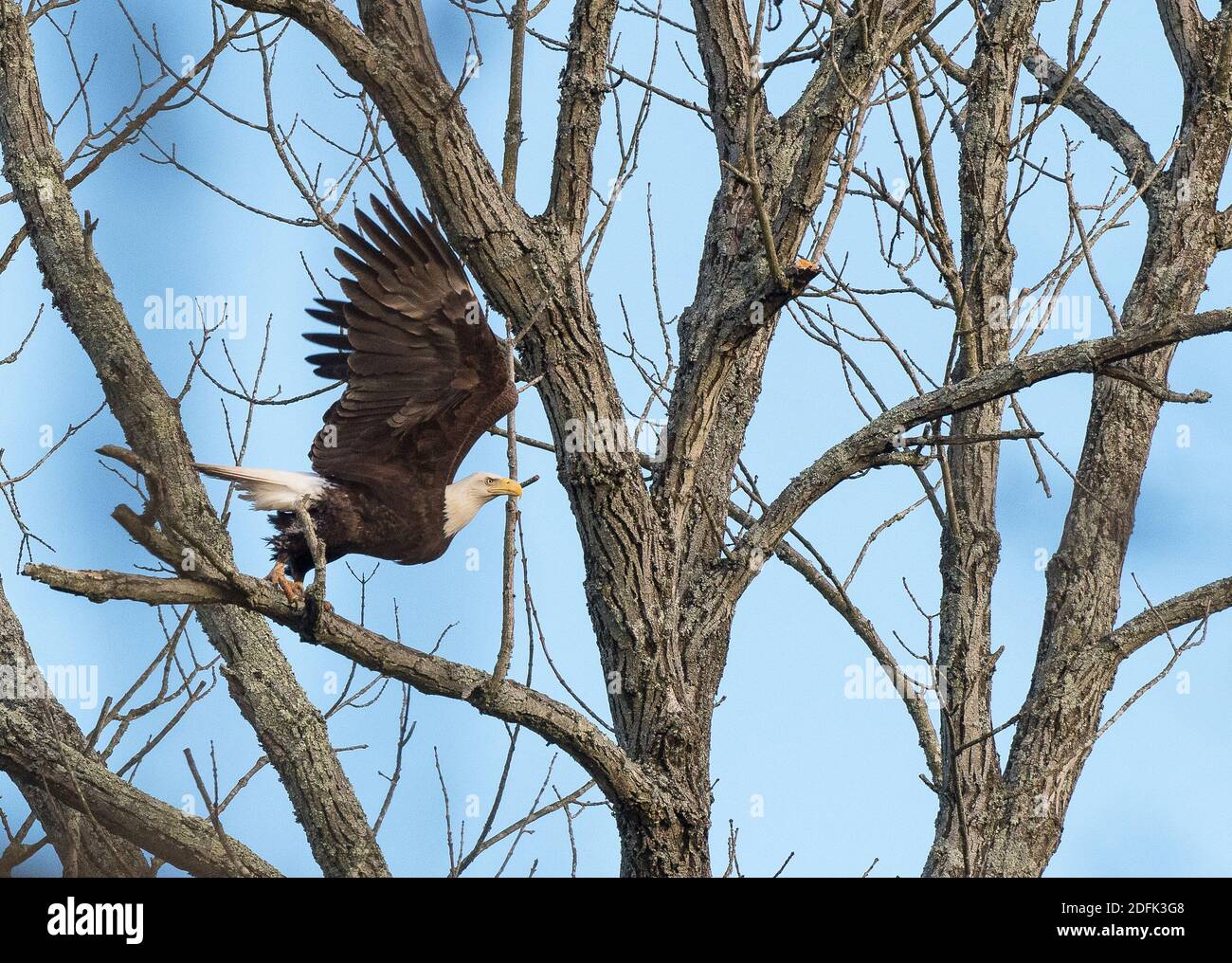 Un aigle à tête blanche américain prend le vol d'un arbre le long de Goose Creek, dans le comté de Loudoun, en Virginie. Banque D'Images