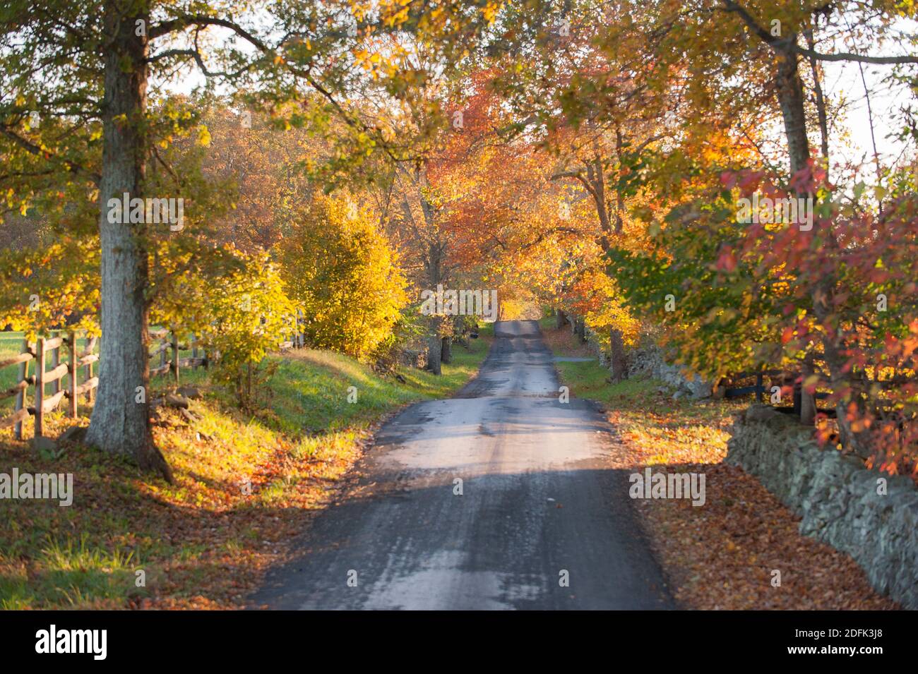 Une route de campagne bordée d'arbres dans le Piémont de Virginie. Banque D'Images