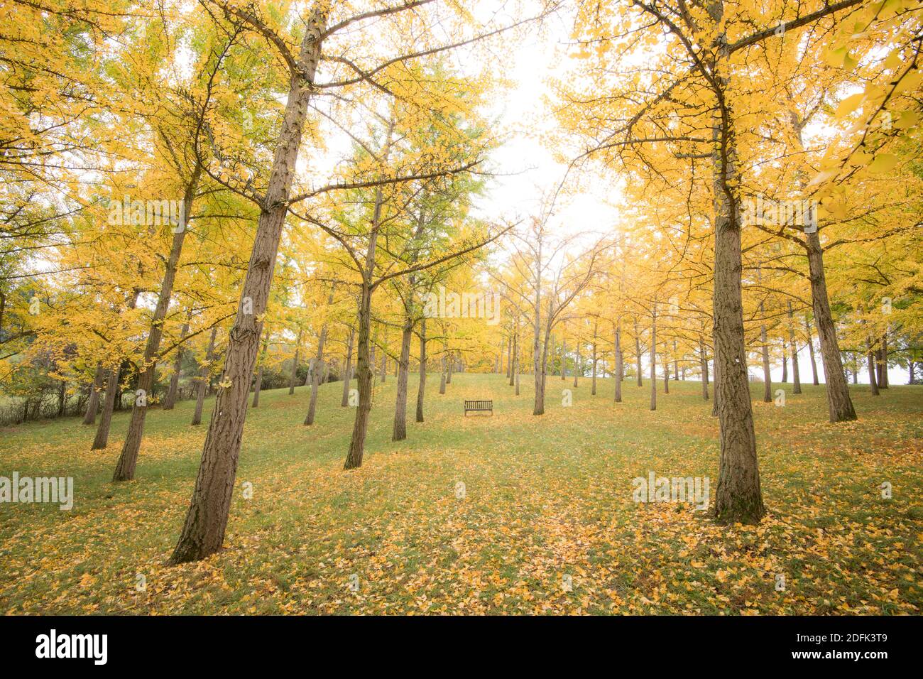 Le feuillage d'automne présente des couleurs jaunes d'or sur la forêt ginko de l'Arboretum national Blandy, à l'Université de Virginie. Banque D'Images