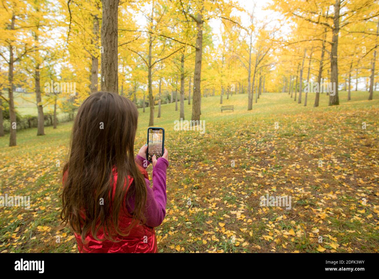 Une jeune fille prend une photo avec un smartphone dans la forêt ginko de Blandy National Arboretum, Université de Virginie. Banque D'Images