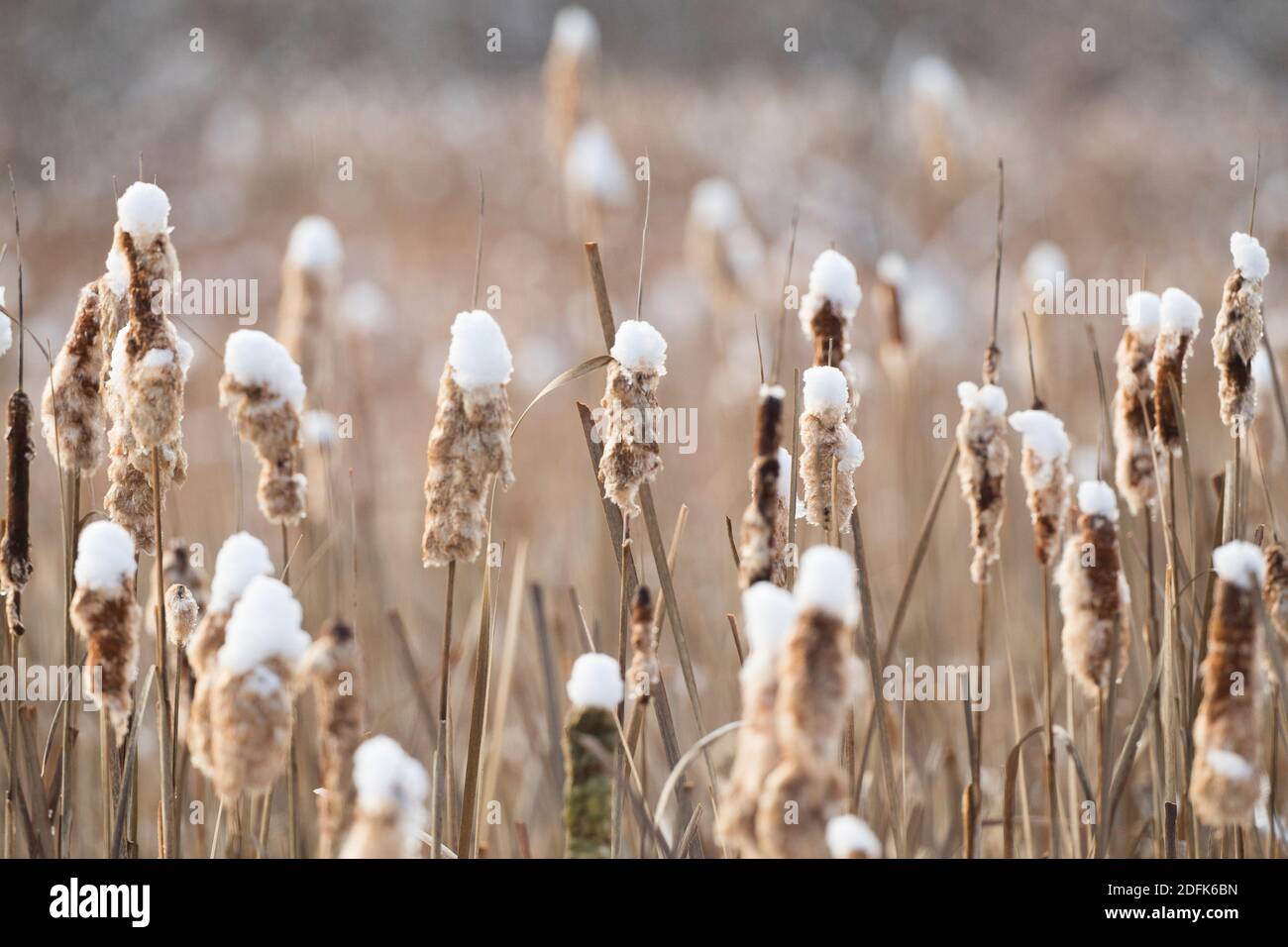 La neige repose sur les sommets des queues de chat en hiver. Banque D'Images