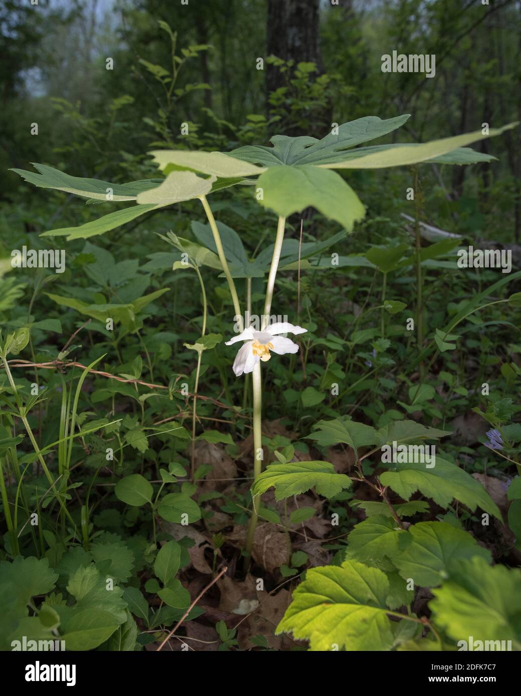 Mayapple, une plante indigène commune des bois fleurit au printemps dans la forêt. Banque D'Images