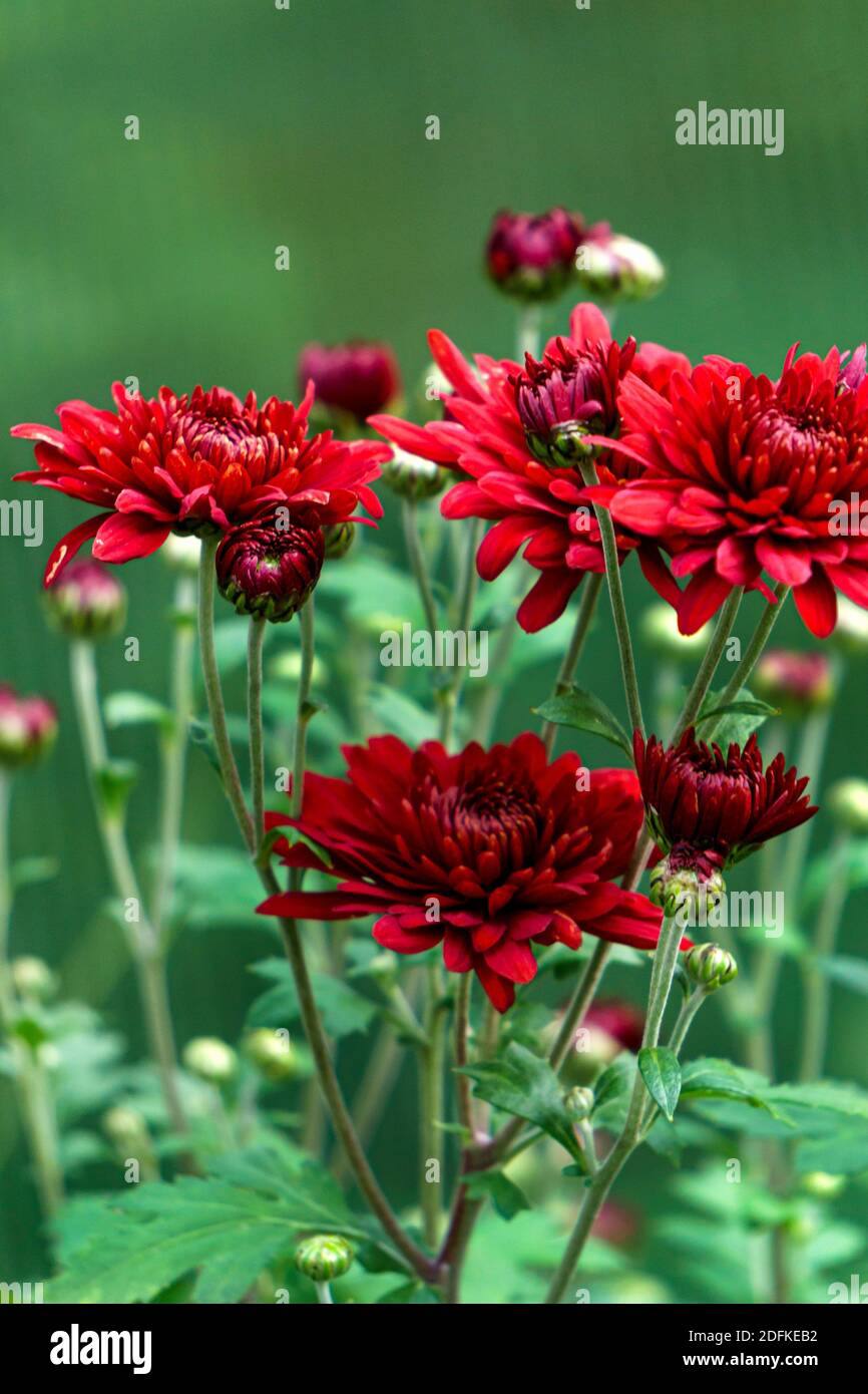 Arbustes aux fleurs bordeaux de chrysanthèmes dans le jardin à automne Banque D'Images