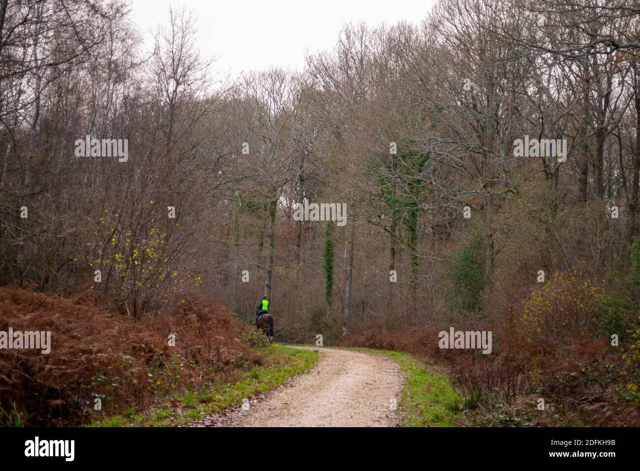 Bridleway à travers la réserve naturelle de la forêt de Chiddingfold, Surrey, Royaume-Uni, avec une femme pilote cheval sur le sentier. Droit de passage public dans les bois d'automne Banque D'Images