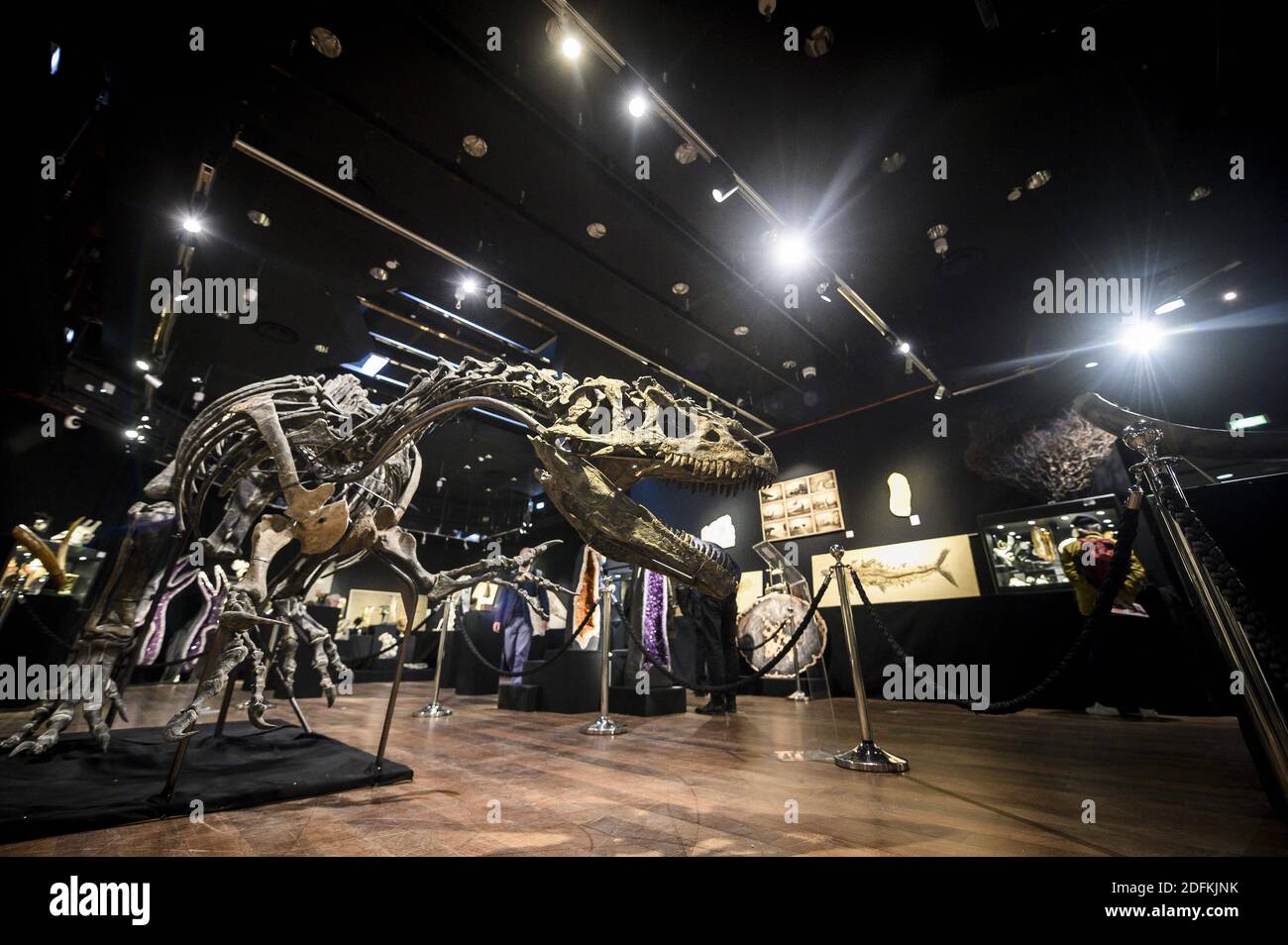 Un squelette d'Allosaurus exposé à la maison de vente aux enchères de Drouot, à Paris, le 12 octobre 2020. Vieux de plus de 150 millions d'années, un squelette d'Allosaurus rare, l'un des plus anciens dinosaures, considéré par les paléontologues comme le « grand-père » du légendaire T-Rex, sera mis aux enchères à Paris par Maison Binoche et Giquello le 13 octobre, l'hôtel Drouot. Près de 10 mètres de long et 3.5 mètres de haut, l'allosaurus devrait rapporter entre 1 et 1.2 millions d'euros.Eliot Blondt/ABACAPRESS.COM Banque D'Images