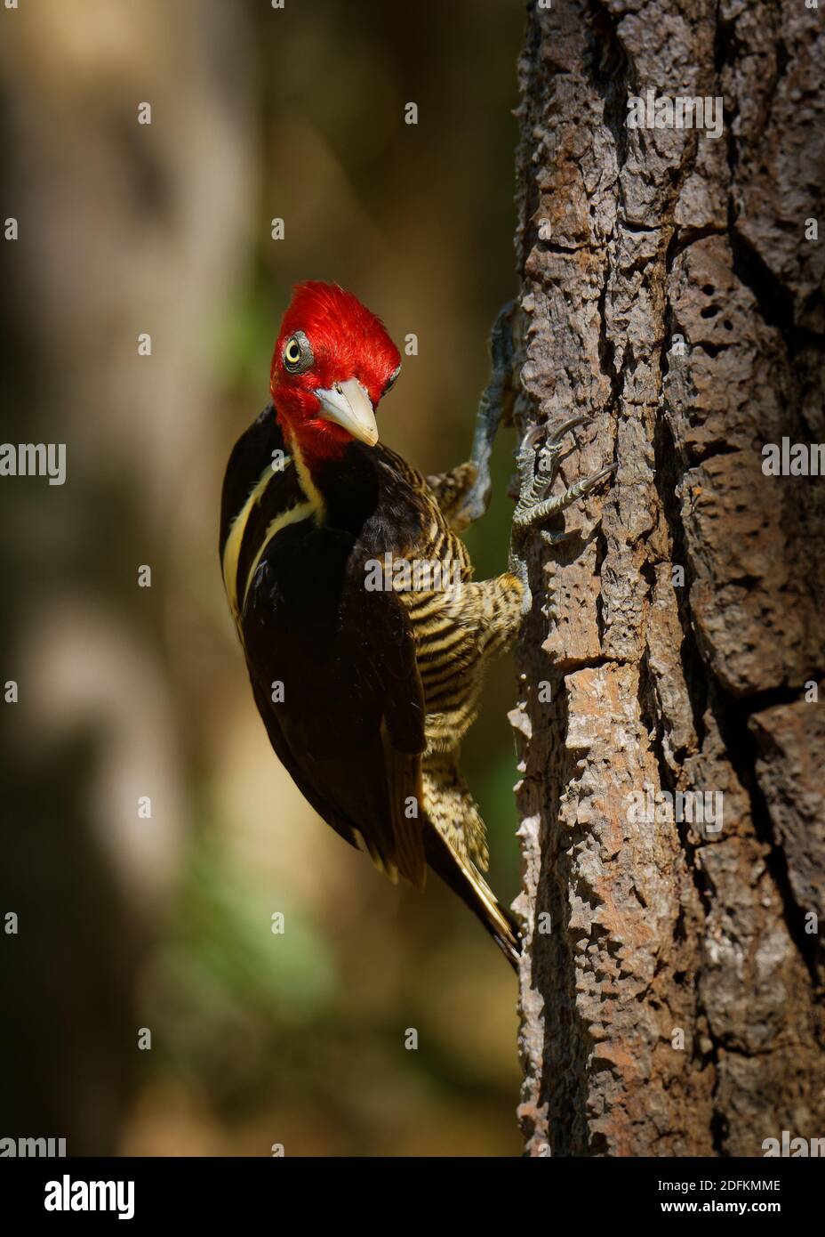 Pic à bec clair - Campephilus guatemalensis est un très grand pic qui est un résident d'oiseaux nicheurs du nord du Mexique à l'ouest du Panama Banque D'Images