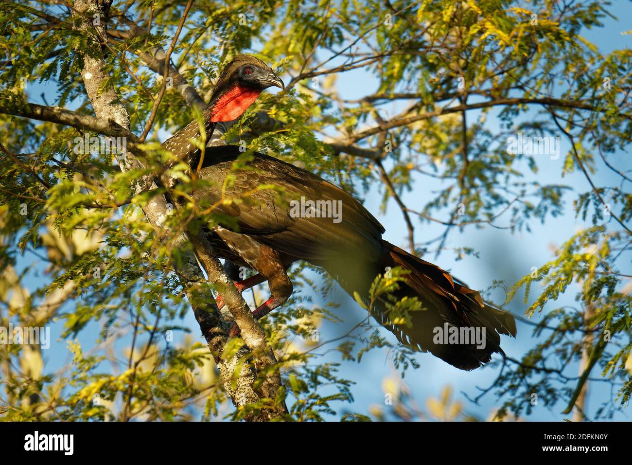 guan à crête - Penelope purpurascens oiseau à crête noire, groupe ancien d'oiseaux de Cracovie, trouvé dans les Neotropics, forêts des basses terres du Mexique an Banque D'Images