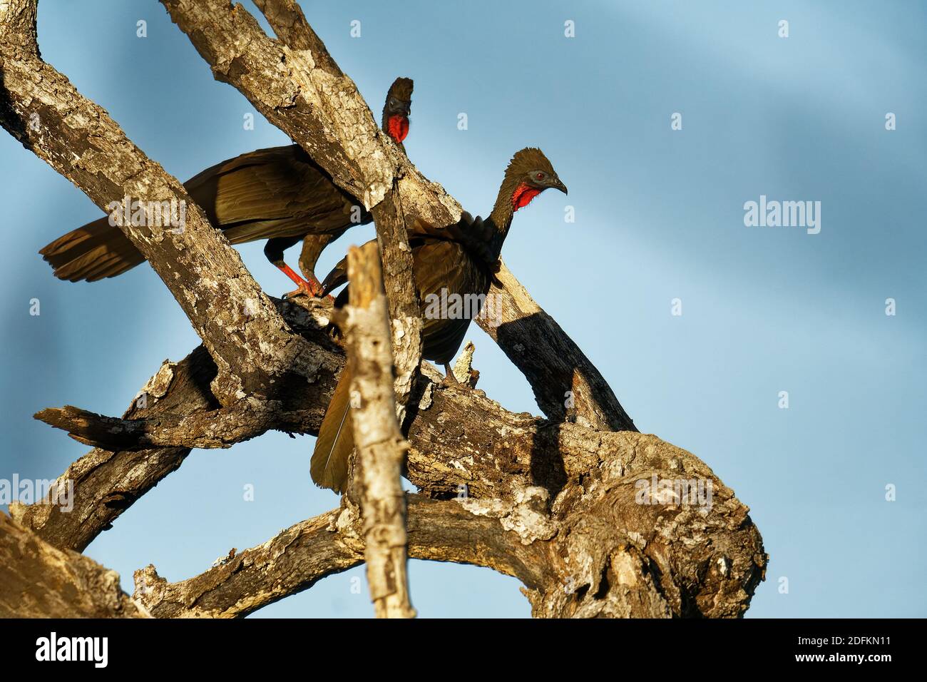 guan à crête - Penelope purpurascens oiseau à crête noire, groupe ancien d'oiseaux de Cracovie, trouvé dans les Neotropics, forêts des basses terres du Mexique an Banque D'Images