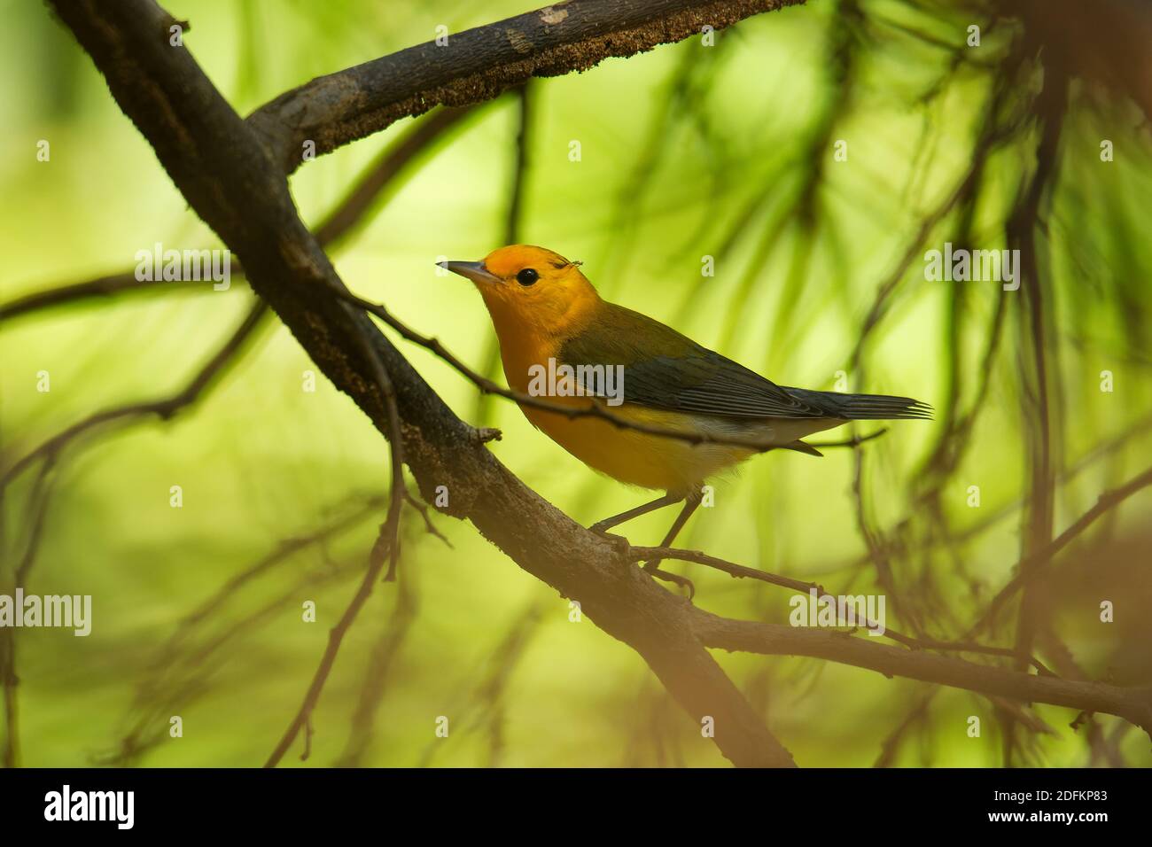 Paruline orangée - Protonotaria citrea petit oiseau jaune de la famille des Parulines du Nouveau monde, le seul membre du genre Protonotaria, oiseau sur t Banque D'Images