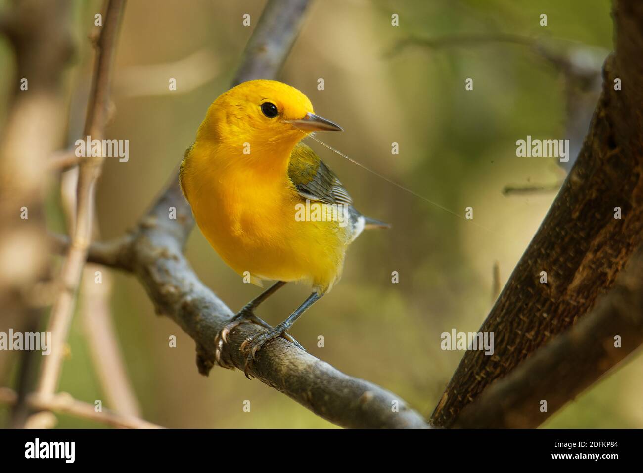 Paruline orangée - Protonotaria citrea petit oiseau jaune de la famille des Parulines du Nouveau monde, le seul membre du genre Protonotaria, oiseau sur t Banque D'Images