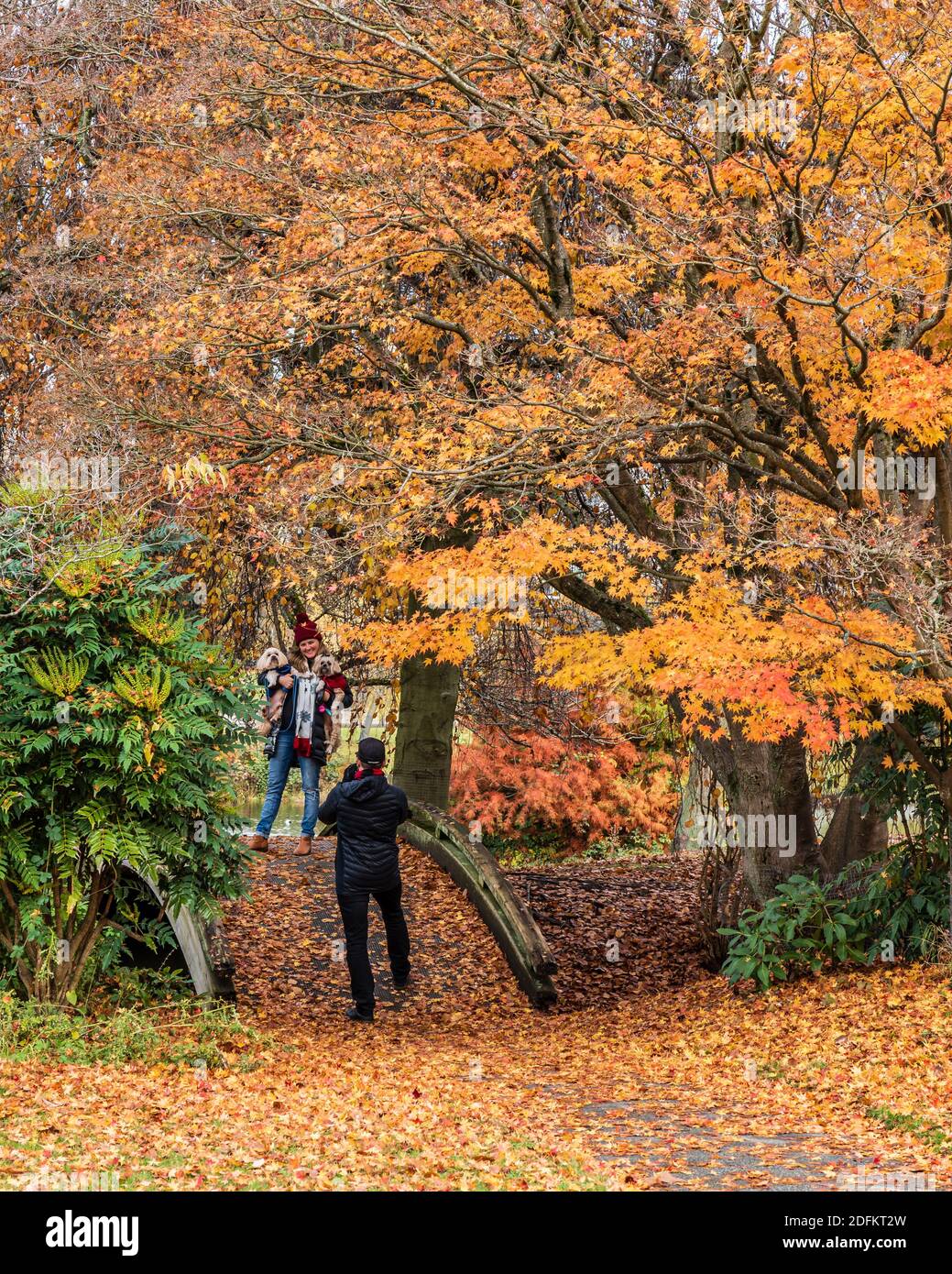 VANCOUVER, CANADA - le 21 NOVEMBRE 2020 : magnifiques arbres dans le parc feuilles d'automne colorées. Banque D'Images