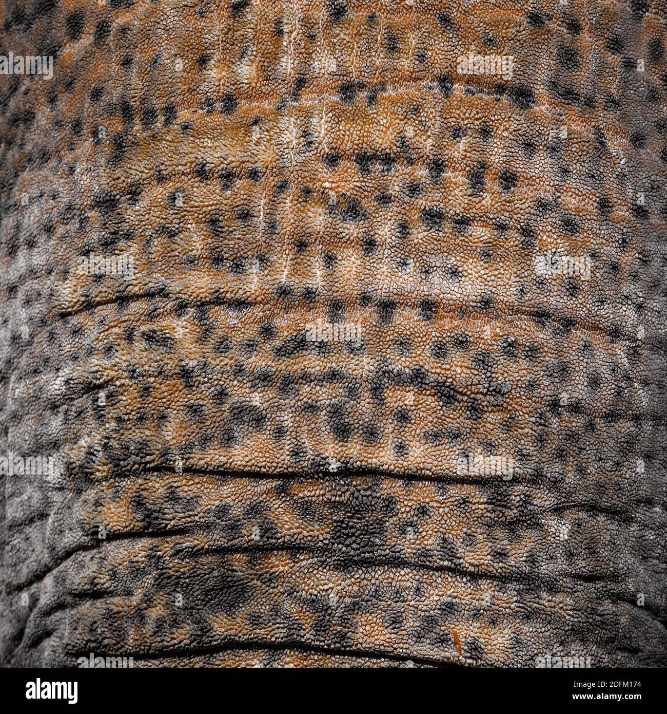 Peau d'éléphant contraste full frame shot Banque D'Images