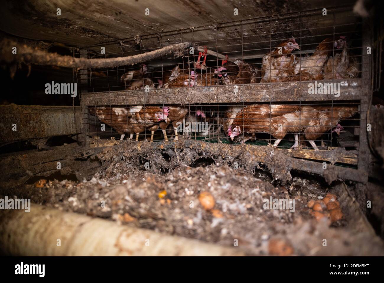 Photo distribuée par l'association des droits des animaux L214 le 29 octobre 2020 à partir d'une nouvelle vidéo choquante produite dans une ferme intensive de 200,000 poules pondeuses situées dans l'Oise. Les images ont été prises entre fin septembre et mi-octobre au cœur de cette reproduction intensive de 200,000 poules pondeuses au domaine du Mesnil Saint-Martin à Chambly. La ferme produit et commercialise des œufs bruns et blancs, destinés aux petits, moyens et grands magasins, aux épiceries, aux boulangeries, aux aviculteurs, aux restaurateurs et aux particuliers. L'enquête révèle les conditions de vie des poules, 'entassées dans des cages Banque D'Images