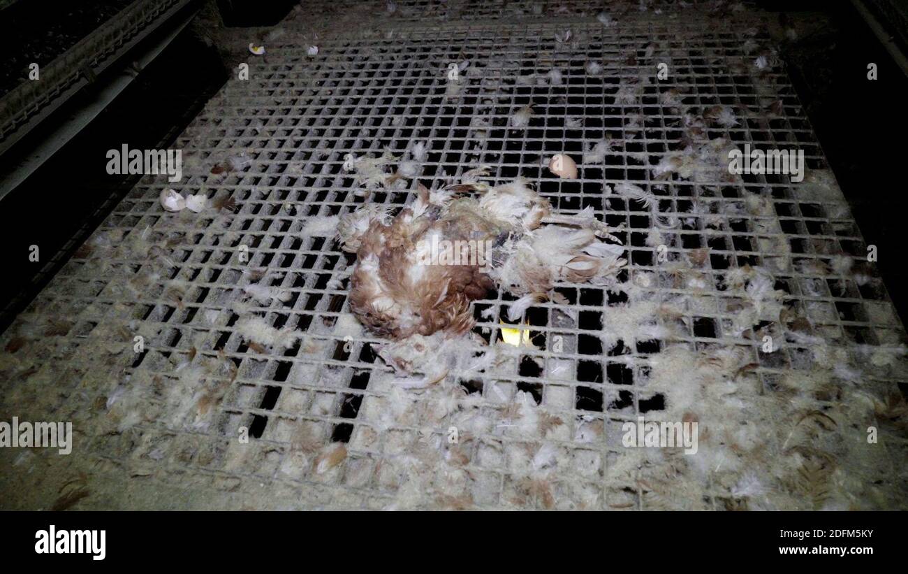 Photo distribuée par l'association des droits des animaux L214 le 29 octobre 2020 à partir d'une nouvelle vidéo choquante produite dans une ferme intensive de 200,000 poules pondeuses situées dans l'Oise. Les images ont été prises entre fin septembre et mi-octobre au cœur de cette reproduction intensive de 200,000 poules pondeuses au domaine du Mesnil Saint-Martin à Chambly. La ferme produit et commercialise des œufs bruns et blancs, destinés aux petits, moyens et grands magasins, aux épiceries, aux boulangeries, aux aviculteurs, aux restaurateurs et aux particuliers. L'enquête révèle les conditions de vie des poules, 'entassées dans des cages Banque D'Images