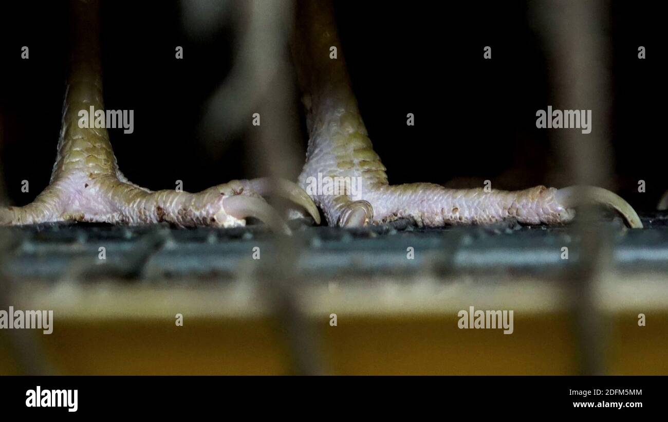 Photo distribuée par l'association des droits des animaux L214 le 29 octobre 2020 à partir d'une nouvelle vidéo choquante produite dans une ferme intensive de 200,000 poules pondeuses situées dans l'Oise. Les images ont été prises entre fin septembre et mi-octobre au cœur de cette reproduction intensive de 200,000 poules pondeuses au domaine du Mesnil Saint-Martin à Chambly. La ferme produit et commercialise des œufs bruns et blancs, destinés aux petits, moyens et grands magasins, aux épiceries, aux boulangeries, aux aviculteurs, aux restaurateurs et aux particuliers. L'enquête révèle les conditions de vie des poules, 'entassées dans des cages Banque D'Images