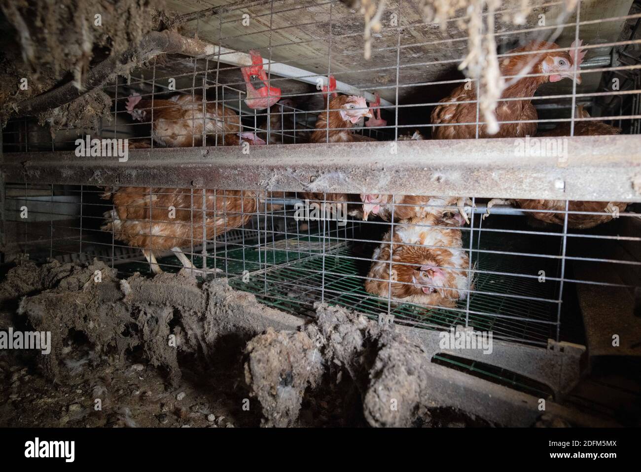 Photo distribuée par l'association des droits des animaux L214 le 29 octobre 2020 à partir d'une nouvelle vidéo choquante produite dans une ferme intensive de 200,000 poules pondeuses situées dans l'Oise. Les images ont été prises entre fin septembre et mi-octobre au cœur de cette reproduction intensive de 200,000 poules pondeuses au domaine du Mesnil Saint-Martin à Chambly. La ferme produit et commercialise des œufs bruns et blancs, destinés aux petits, moyens et grands magasins, aux épiceries, aux boulangeries, aux aviculteurs, aux restaurateurs et aux particuliers. L'enquête révèle les conditions de vie des poules, 'entassées dans des cages Banque D'Images