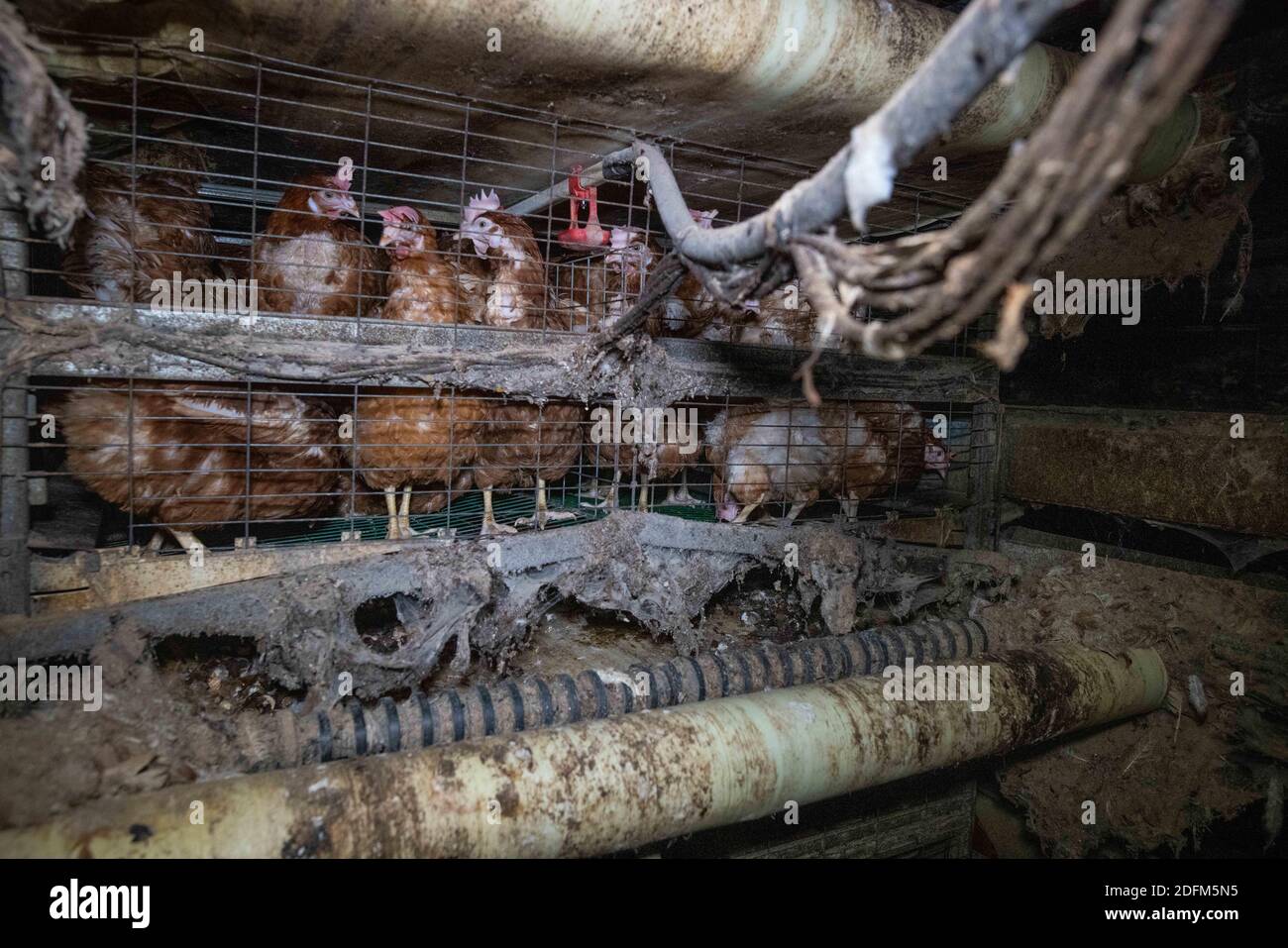 Photo distribuée par l'association des droits des animaux L214 le 29 octobre 2020 à partir d'une nouvelle vidéo choquante produite dans une ferme intensive de 200,000 poules pondeuses situées dans l'Oise. Les images ont été prises entre fin septembre et mi-octobre au cœur de cette reproduction intensive de 200,000 poules pondeuses au domaine du Mesnil Saint-Martin à Chambly. La ferme produit et commercialise des œufs bruns et blancs, destinés aux petits, moyens et grands magasins, aux épiceries, aux boulangeries, aux aviculteurs, aux restaurateurs et aux particuliers. L'enquête révèle les conditions de vie des poules, 'entassées dans des cages Banque D'Images