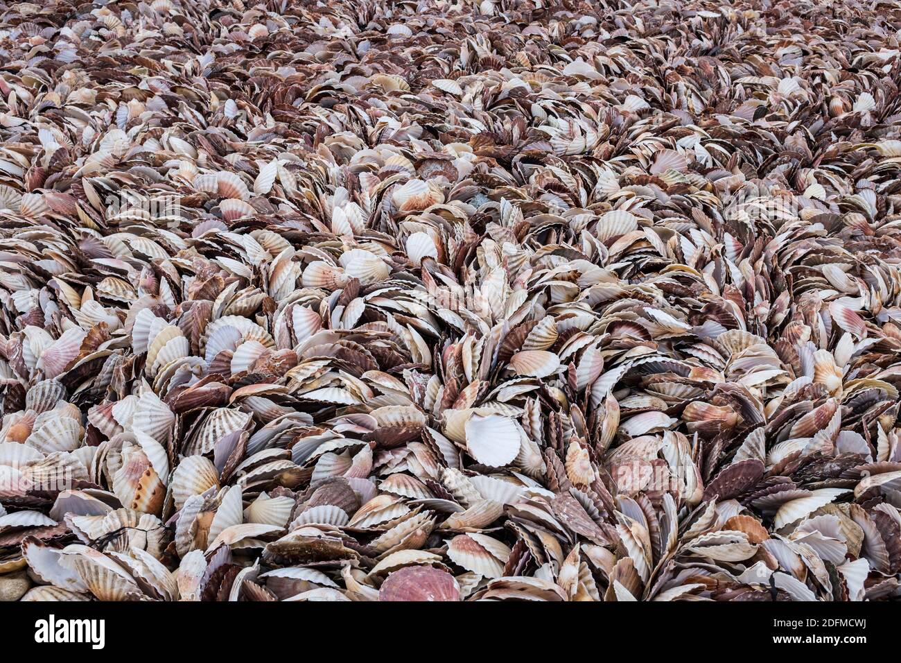 Depuis le lundi 9 novembre 2020, la baie de Port-en-Bessin à Calvados  attire jusqu'à 250 bateaux. On leur a donné le privilège d'aller pêcher  pour ce vrai Trésor qui est arraché chaque