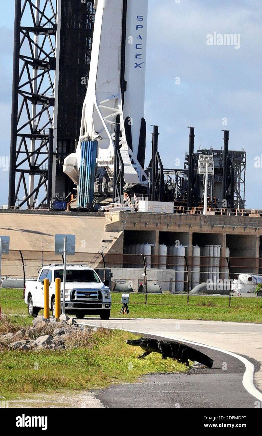 PAS DE FILM, PAS DE VIDÉO, PAS de télévision, PAS DE DOCUMENTAIRE, un alligator marche le long de la route devant la fusée SpaceX Falcon 9 au lancer Complex 39-A au Kennedy Space Center, FL, USA, le vendredi 13 novembre 2020. Un équipage de quatre astronautes devrait se lever de KSC samedi soir dans le vaisseau spatial Dragon Crew. Photo de Joe Burbank/Orlando Sentinel/TNS/ABACAPRESS.COM Banque D'Images