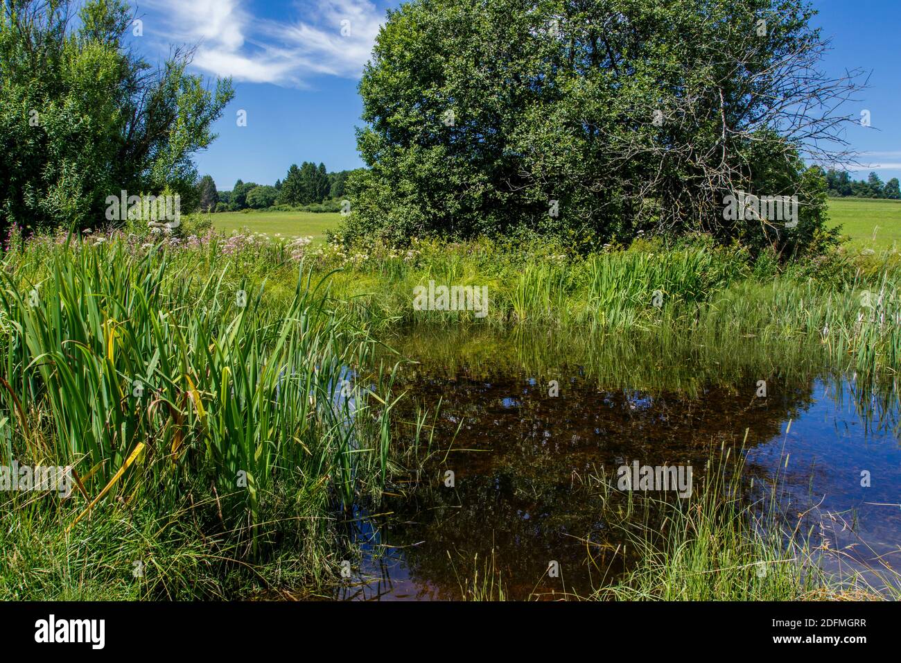 Schopflocher Moor, Hochmoorgebiet, Schwäbische Alb Banque D'Images