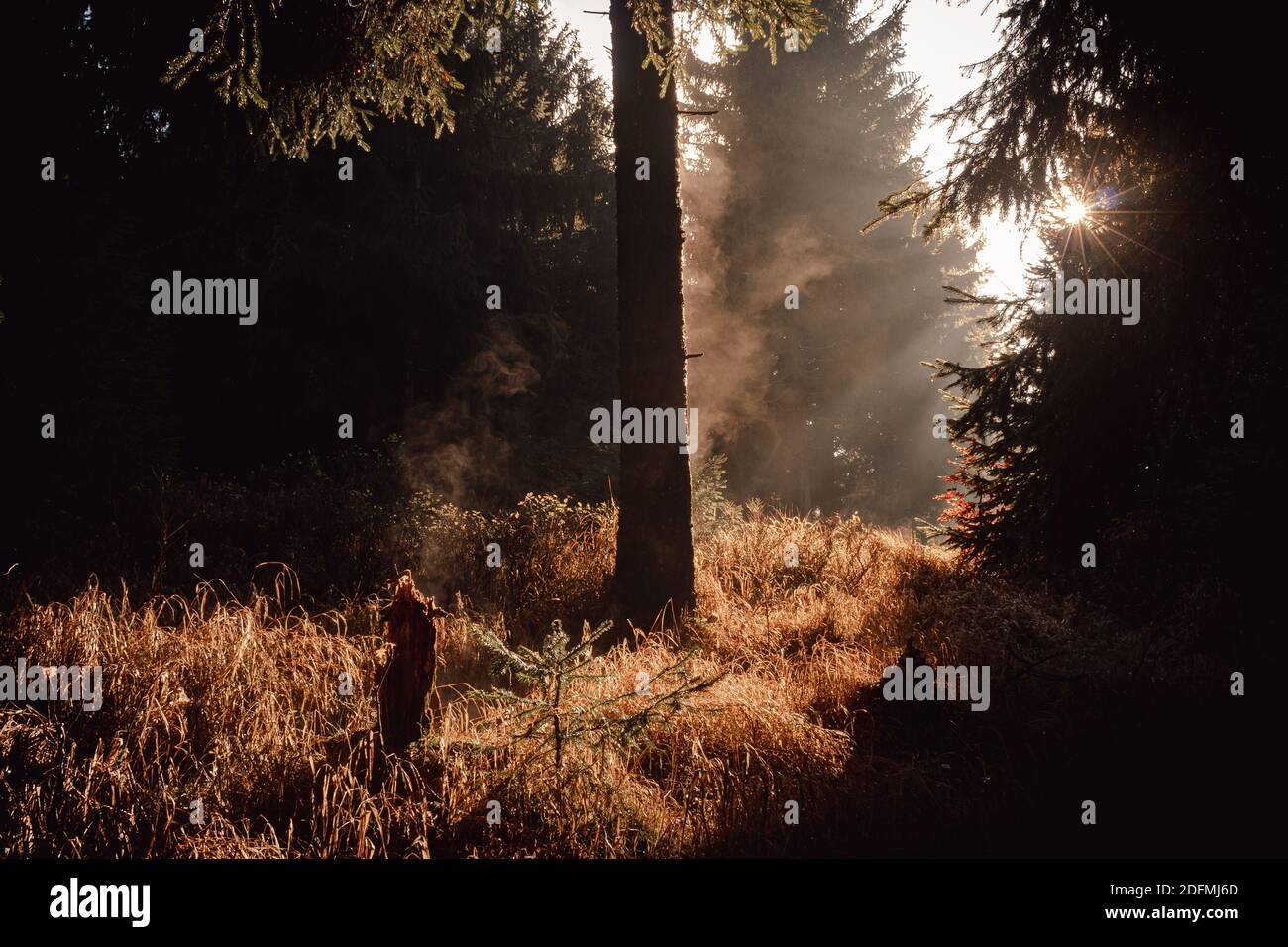 Parrest noir profond avec de l'herbe jaune et du brouillard en tchèque républiques montagnes Orlicke hory au coucher du soleil Banque D'Images