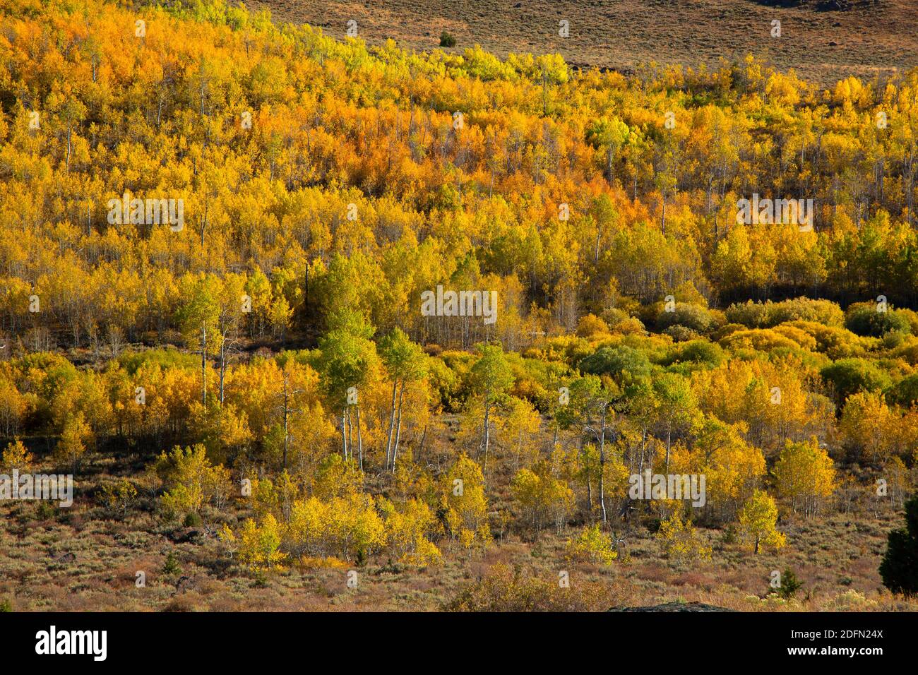 Trembles en automne, zone de gestion et de protection coopérative de Steens Mountain, Steens Mountain Backcountry Byway, Oregon Banque D'Images