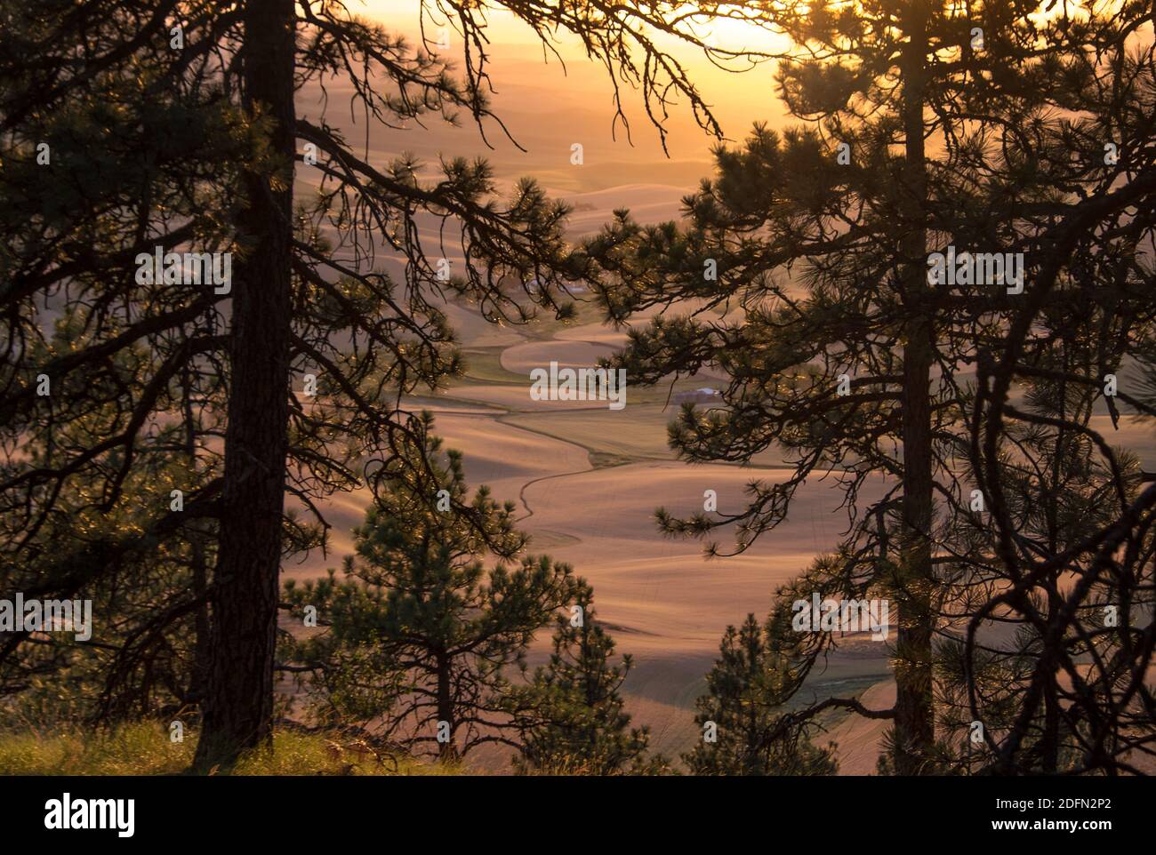 Coucher de soleil sur les champs de wheatfields de la Palouse, Kamiak Butte, État de Washington, États-Unis Banque D'Images