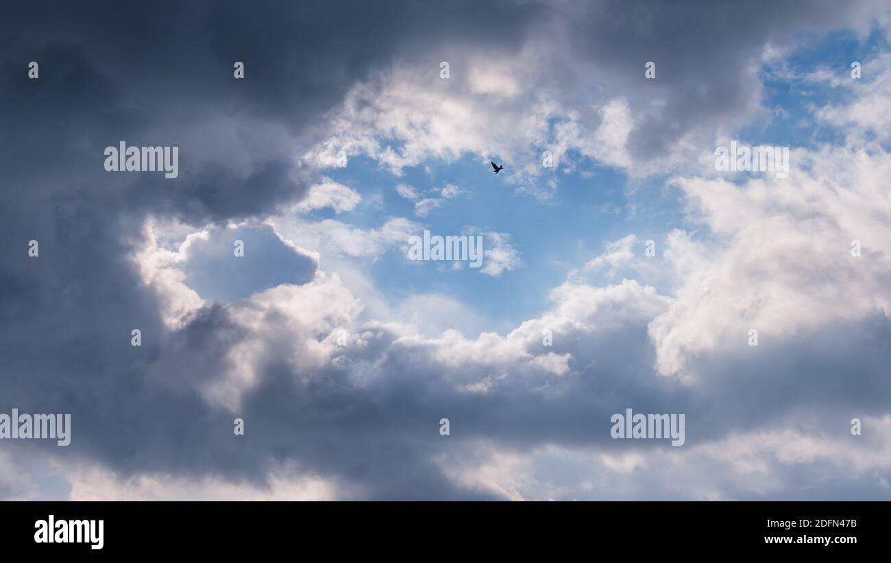 Vol libre d'oiseau long loin contre des nuages moody Banque D'Images