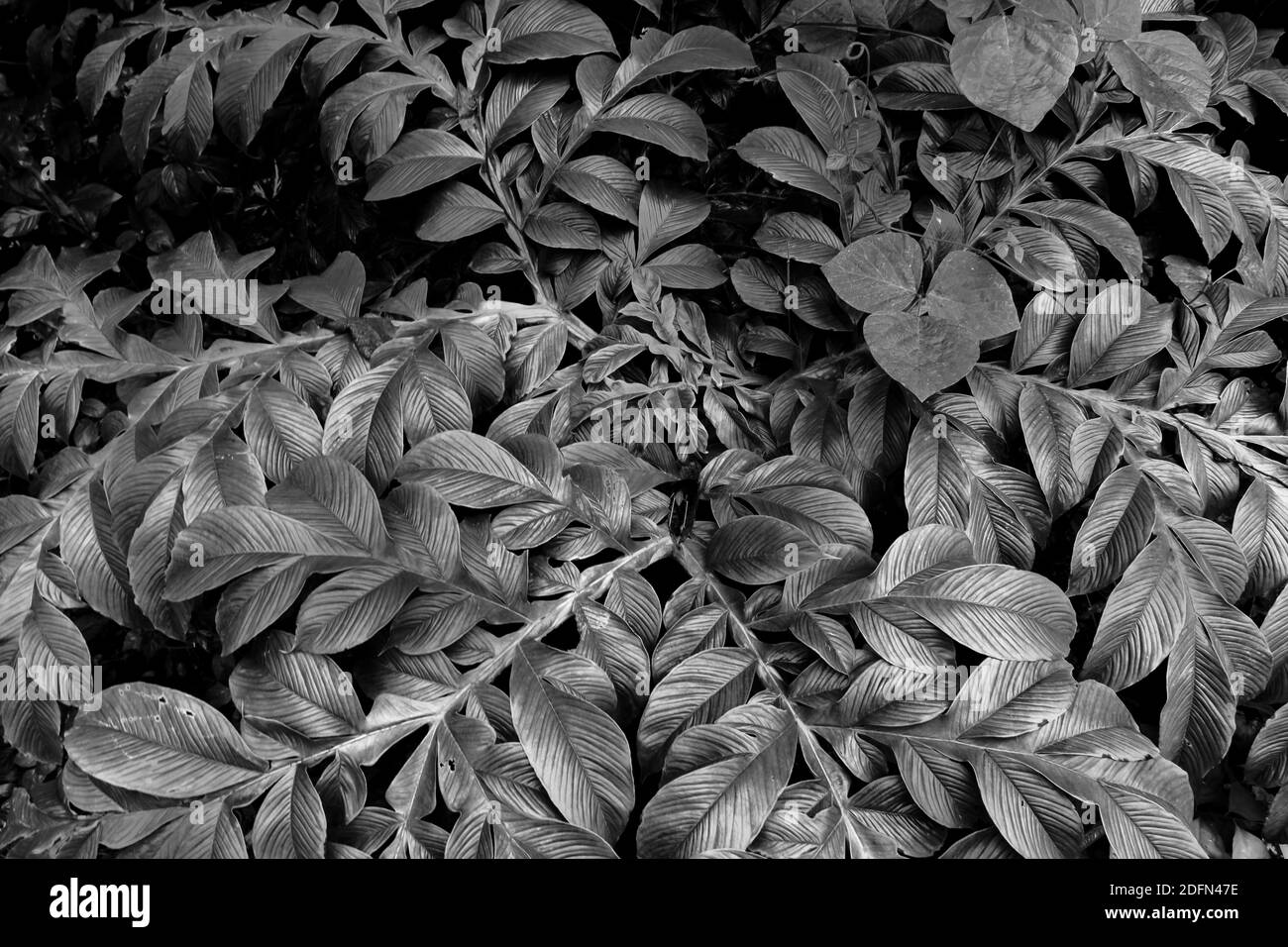 Motif de feuilles noir et blanc dans la nature Banque D'Images