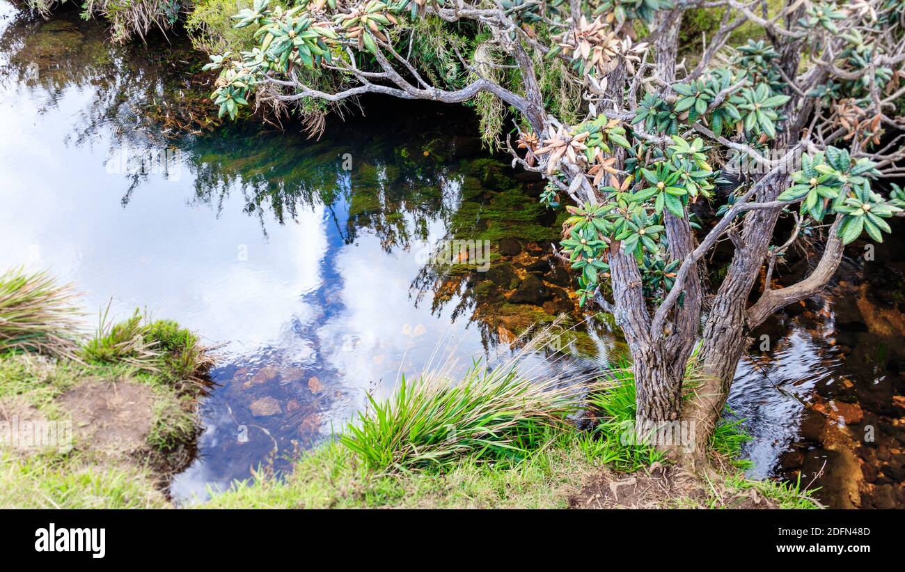 Reflet de l'eau froide du lac dans les plaines de Horton Banque D'Images