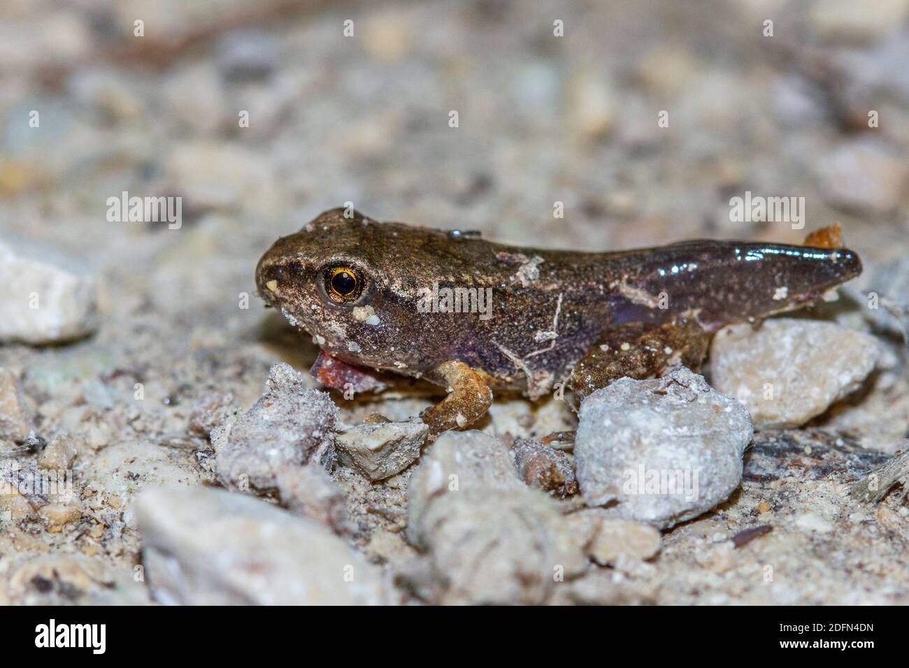 Grasfrosch oder Erdkröte dans le der métamorphose Banque D'Images