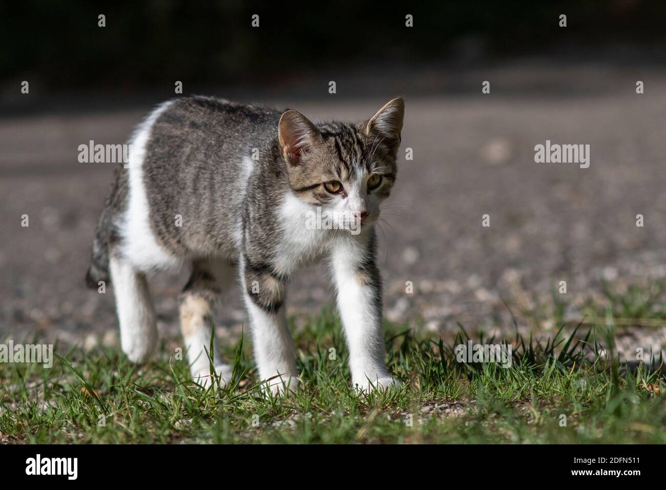 Hauskatze (Felis silänyforma catus) Banque D'Images