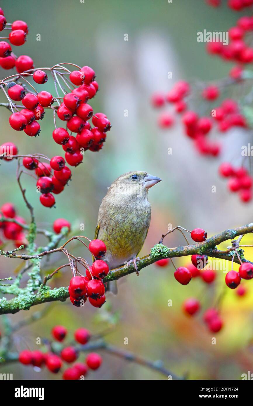 Verdfinch européen (chloris chloris) avec baies rouges d'aubépine, Solms, Hesse, Allemagne Banque D'Images