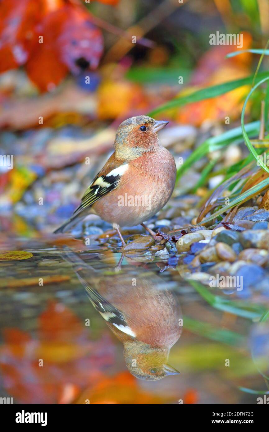 Chaffinch commun (Fringilla coelebs), mâle reflété dans les eaux peu profondes, Solms, Hesse, Allemagne Banque D'Images